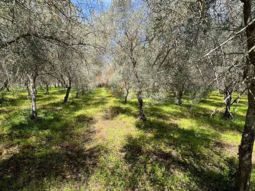 Immagine 5 di Terreno agricolo in vendita  in Caniga, Prato Comunale a Sassari