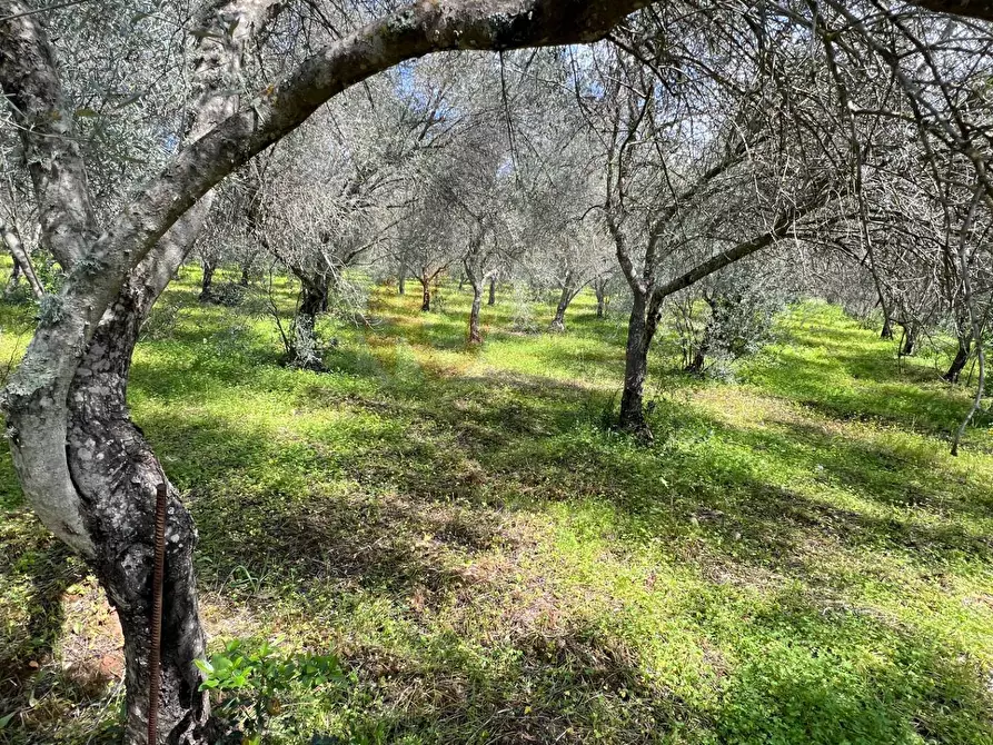 Immagine 6 di Terreno agricolo in vendita  in Caniga, Prato Comunale a Sassari
