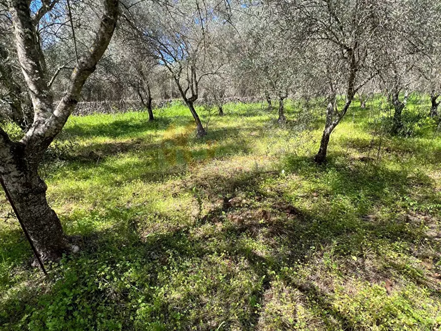 Immagine 7 di Terreno agricolo in vendita  in Caniga, Prato Comunale a Sassari