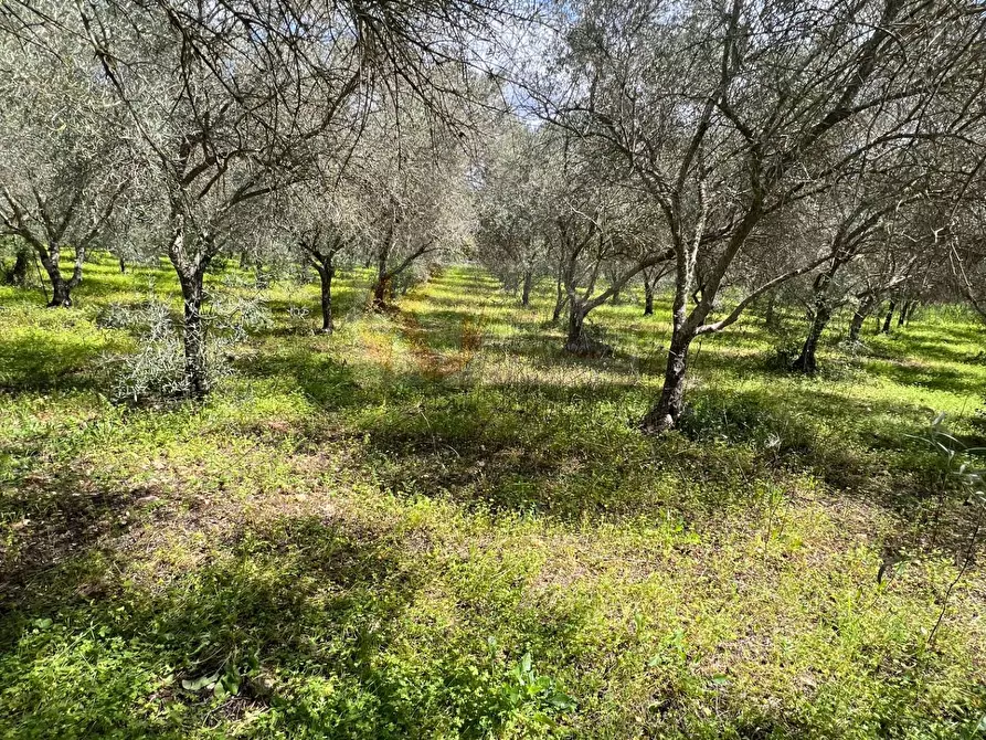 Immagine 8 di Terreno agricolo in vendita  in Caniga, Prato Comunale a Sassari