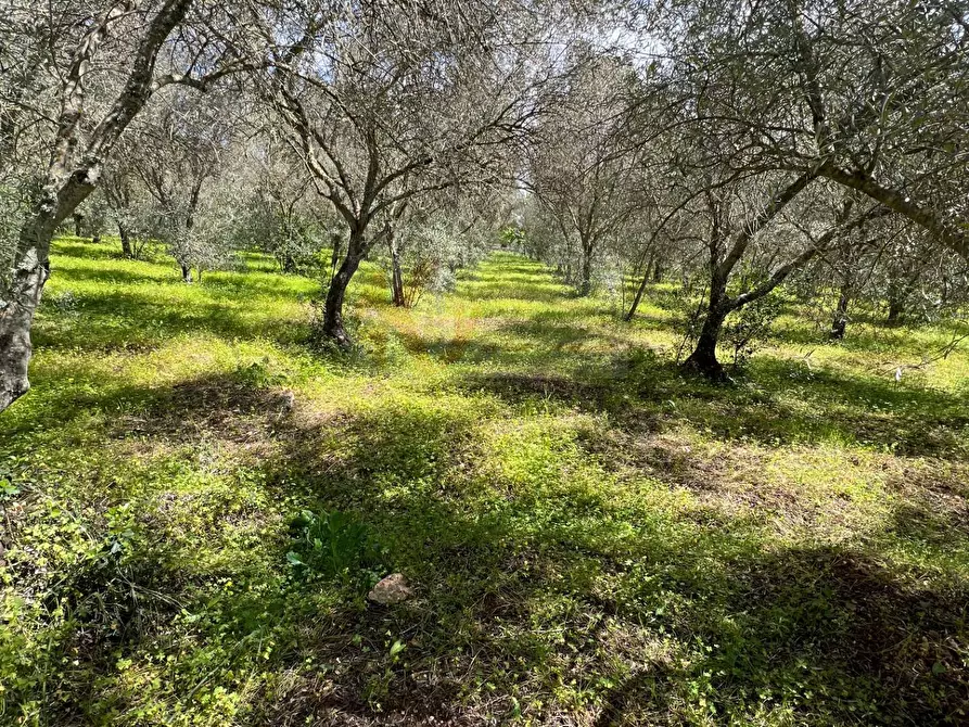 Immagine 9 di Terreno agricolo in vendita  in Caniga, Prato Comunale a Sassari