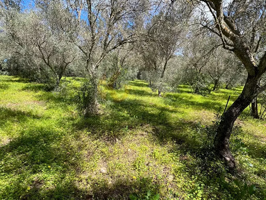 Immagine 10 di Terreno agricolo in vendita  in Caniga, Prato Comunale a Sassari