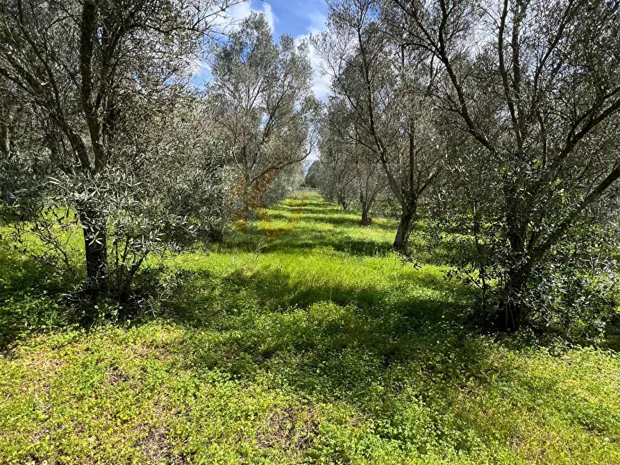 Immagine 11 di Terreno agricolo in vendita  in Caniga, Prato Comunale a Sassari