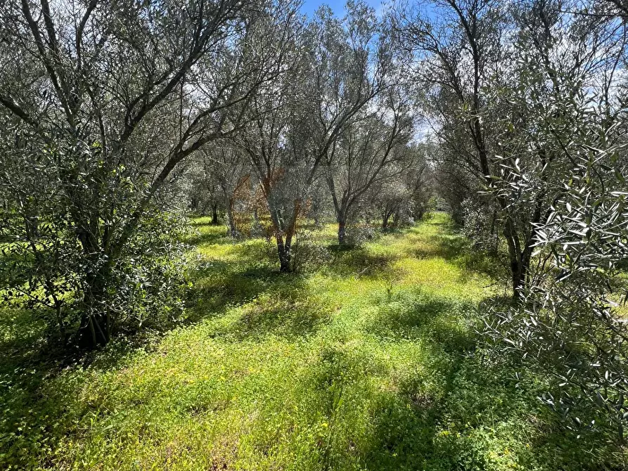 Immagine 12 di Terreno agricolo in vendita  in Caniga, Prato Comunale a Sassari