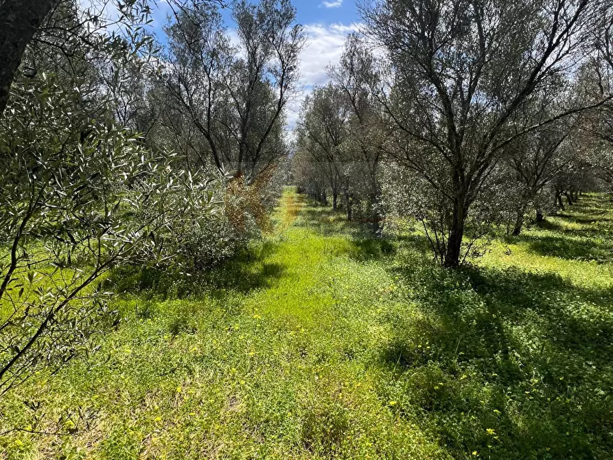 Immagine 13 di Terreno agricolo in vendita  in Caniga, Prato Comunale a Sassari