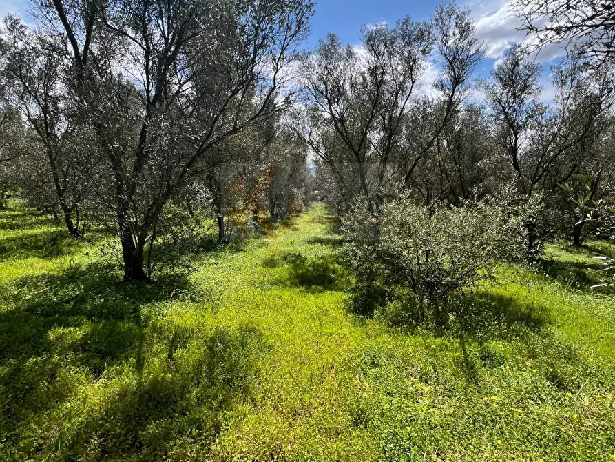 Immagine 14 di Terreno agricolo in vendita  in Caniga, Prato Comunale a Sassari