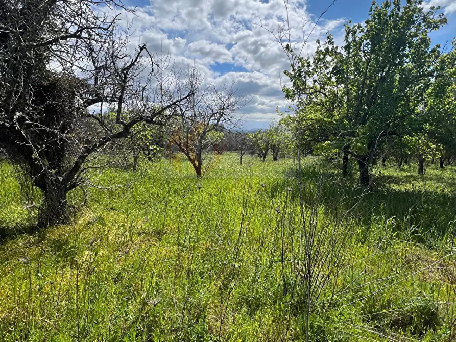 Immagine 15 di Terreno agricolo in vendita  in Caniga, Prato Comunale a Sassari