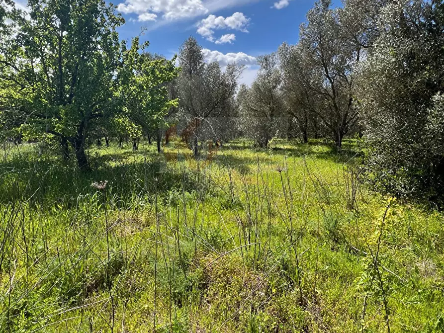 Immagine 16 di Terreno agricolo in vendita  in Caniga, Prato Comunale a Sassari