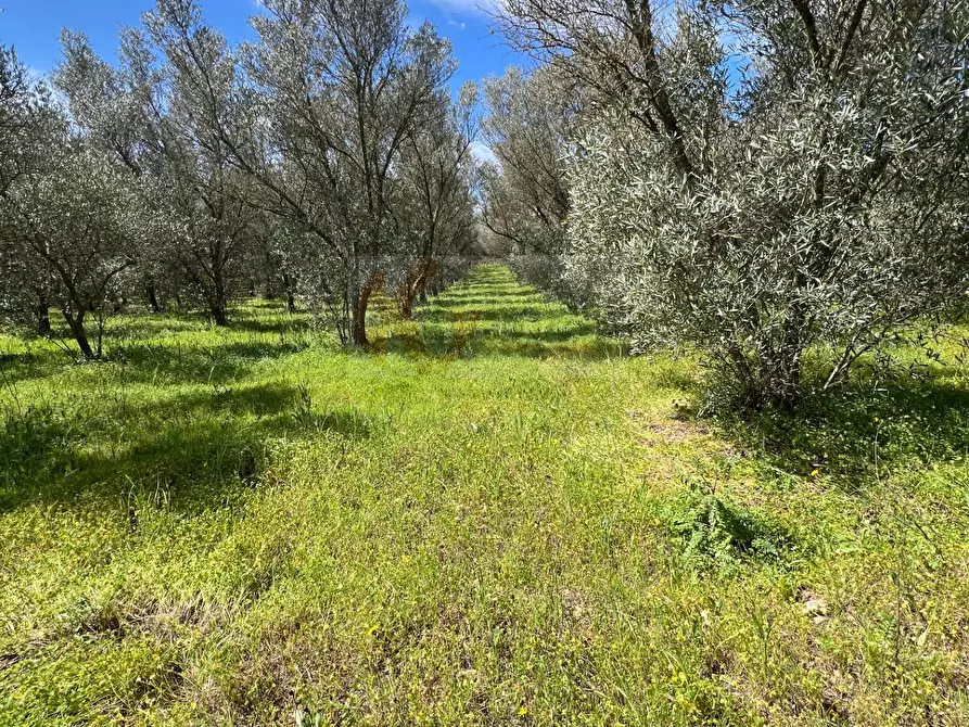 terreno agricolo in vendita a Sassari in zona Caniga