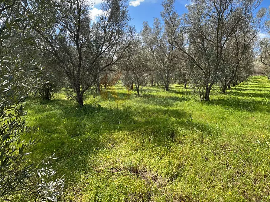 Immagine 17 di Terreno agricolo in vendita  in Caniga, Prato Comunale a Sassari