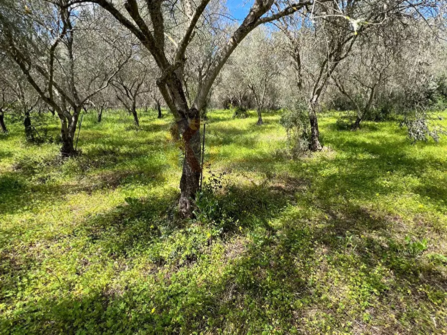 Immagine 18 di Terreno agricolo in vendita  in Caniga, Prato Comunale a Sassari