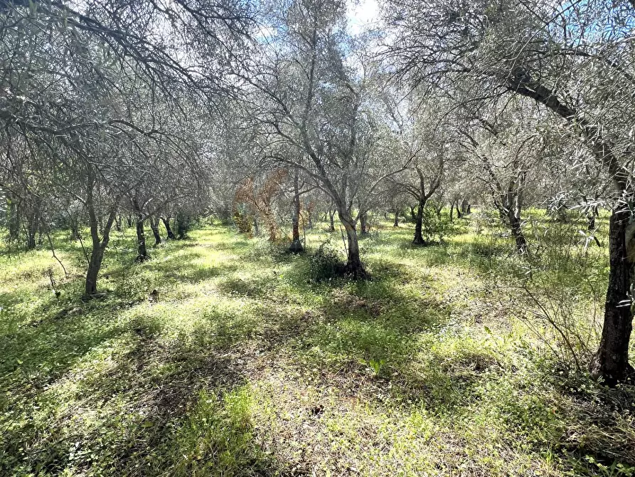 Immagine 19 di Terreno agricolo in vendita  in Caniga, Prato Comunale a Sassari