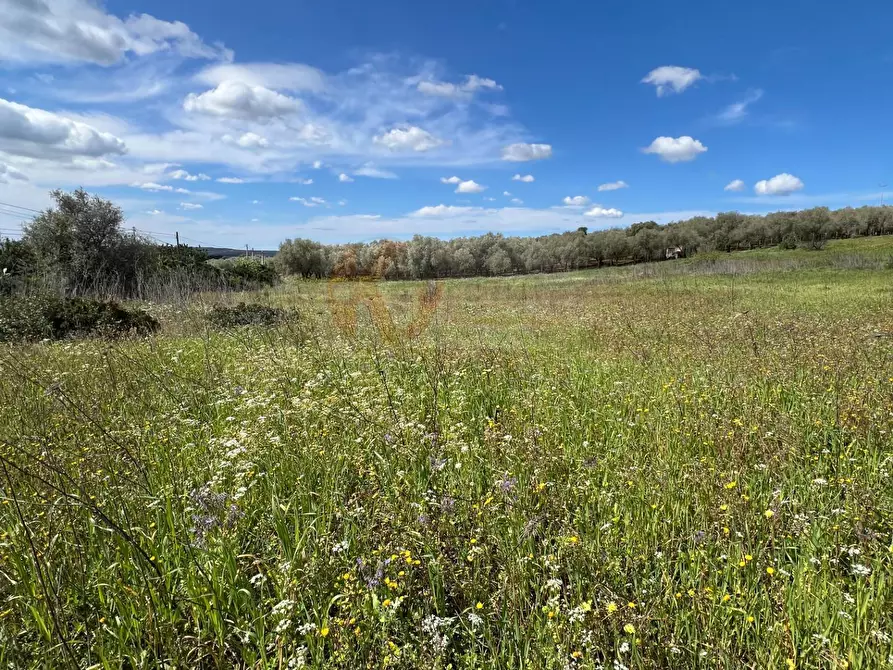 Immagine 2 di Terreno agricolo in vendita  in Caniga, prato comunale a Sassari