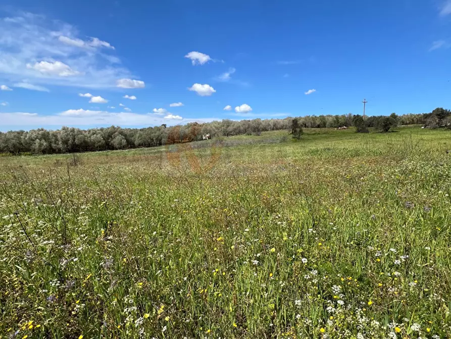 Immagine 3 di Terreno agricolo in vendita  in Caniga, prato comunale a Sassari