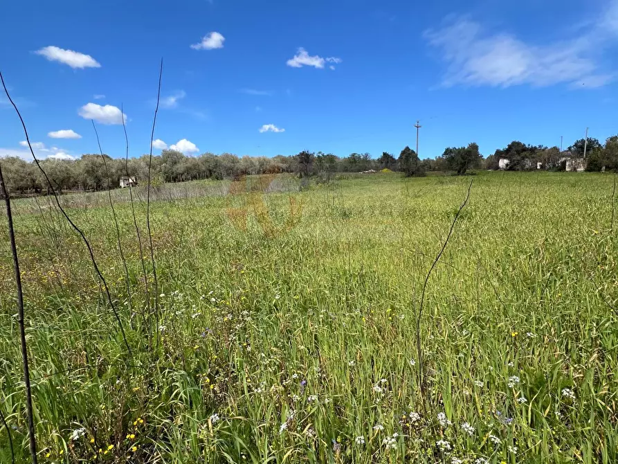 Immagine 4 di Terreno agricolo in vendita  in Caniga, prato comunale a Sassari