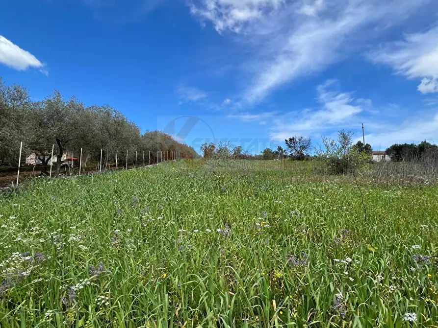 Immagine 5 di Terreno agricolo in vendita  in Caniga, prato comunale a Sassari