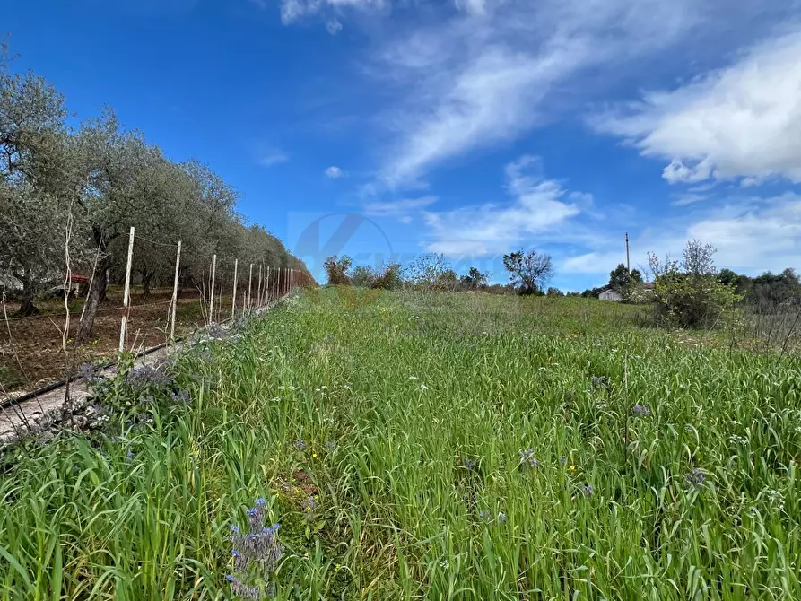Immagine 8 di Terreno agricolo in vendita  in Caniga, prato comunale a Sassari