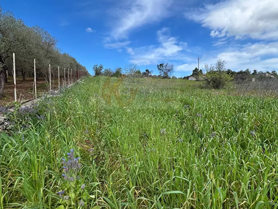 Immagine 9 di Terreno agricolo in vendita  in Caniga, prato comunale a Sassari