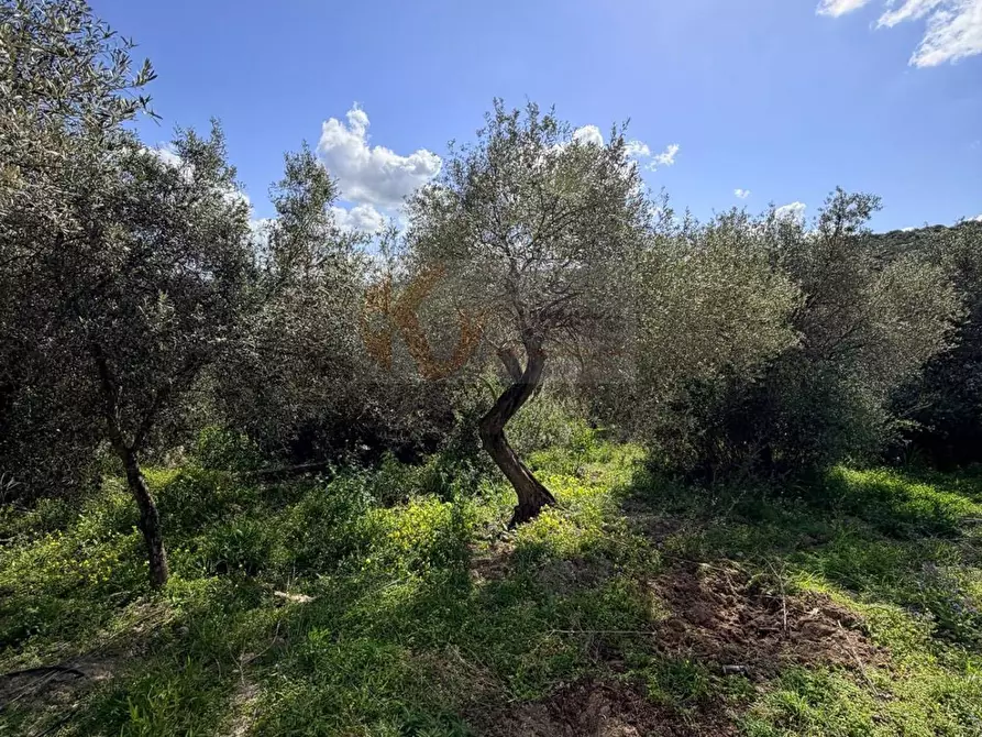Immagine 16 di Casa indipendente in vendita  in Località San Giovanni snc a Sennori