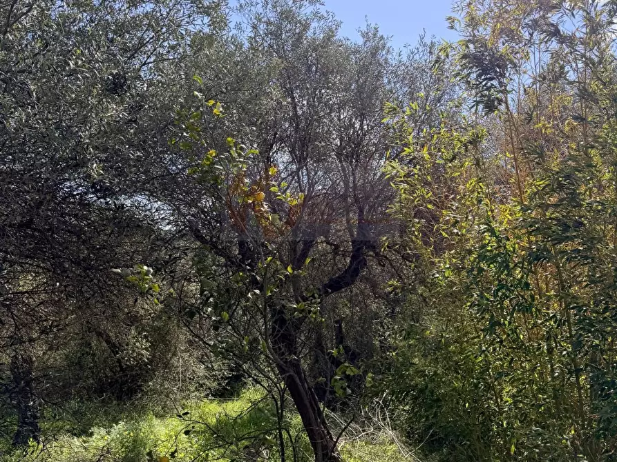 Immagine 18 di Casa indipendente in vendita  in Località San Giovanni snc a Sennori