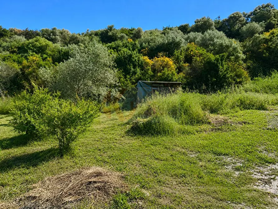 Immagine 6 di Terreno agricolo in vendita  in LOC. MURAGATTA SNC a Banari