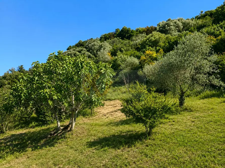 Immagine 8 di Terreno agricolo in vendita  in LOC. MURAGATTA SNC a Banari