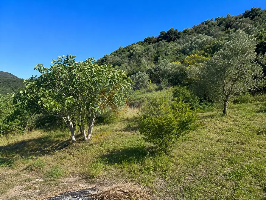Immagine 3 di Terreno agricolo in vendita  in LOC. MURAGATTA SNC a Banari