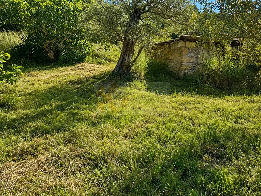 Immagine 11 di Terreno agricolo in vendita  in LOC. MURAGATTA SNC a Banari