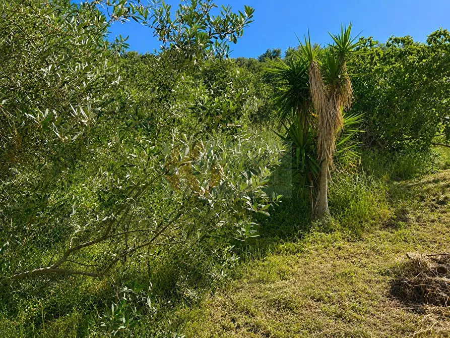 Immagine 12 di Terreno agricolo in vendita  in LOC. MURAGATTA SNC a Banari
