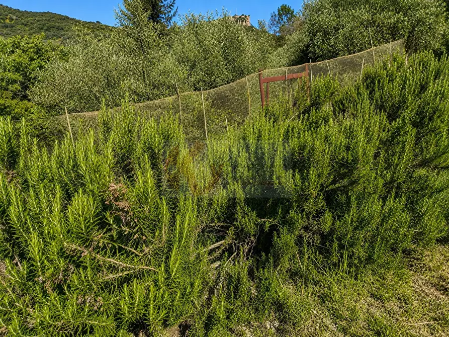 Immagine 13 di Terreno agricolo in vendita  in LOC. MURAGATTA SNC a Banari