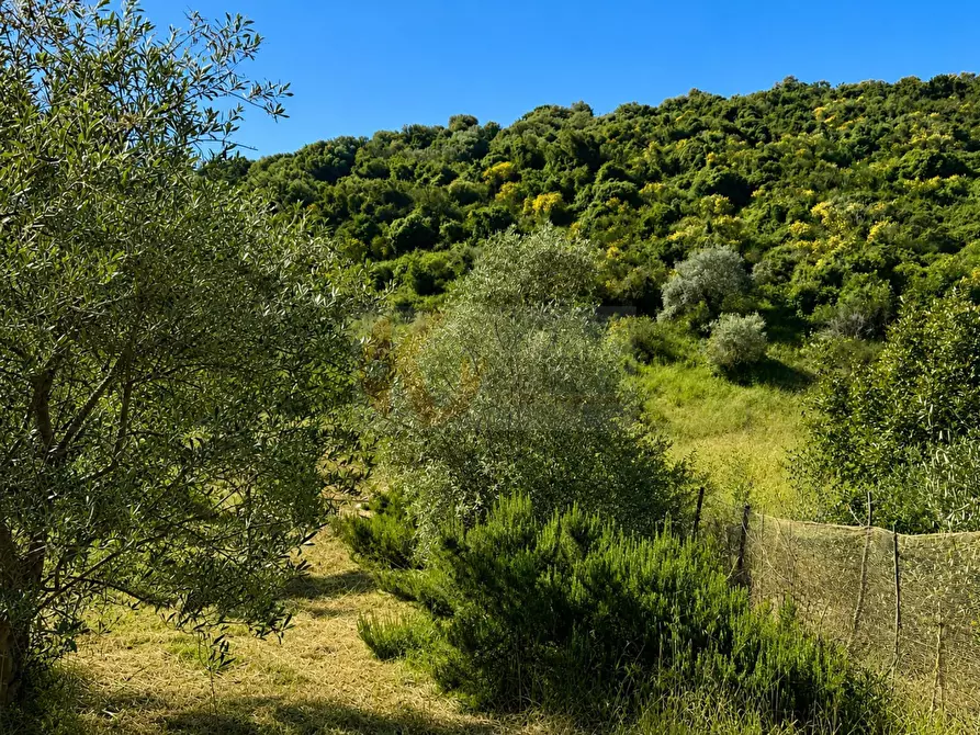 Immagine 14 di Terreno agricolo in vendita  in LOC. MURAGATTA SNC a Banari