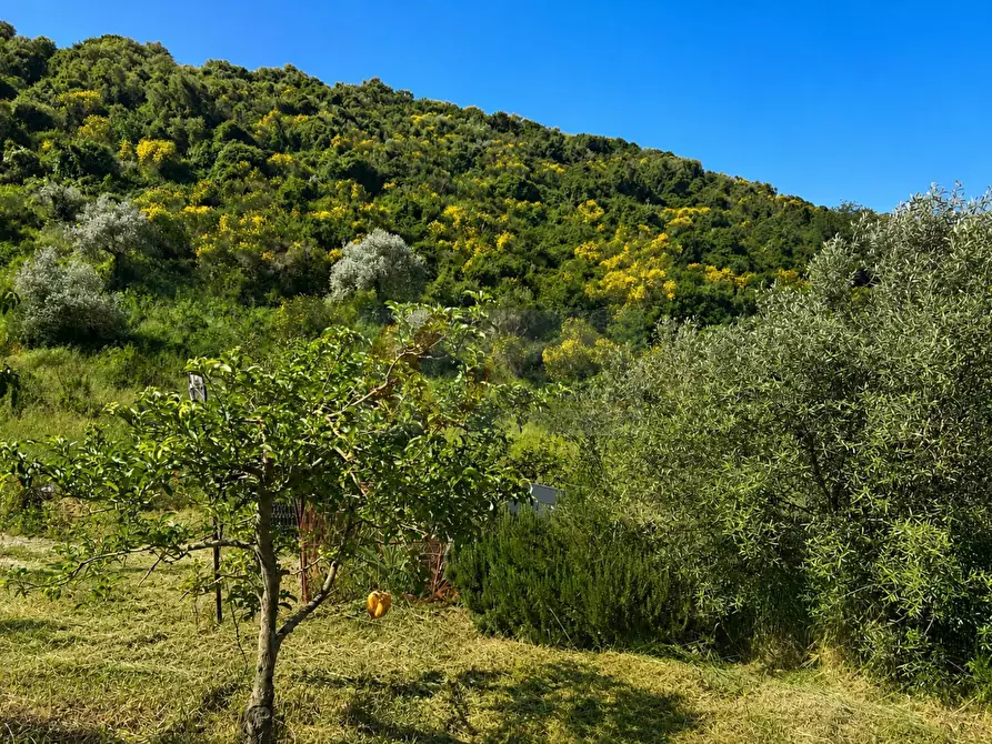 Immagine 15 di Terreno agricolo in vendita  in LOC. MURAGATTA SNC a Banari