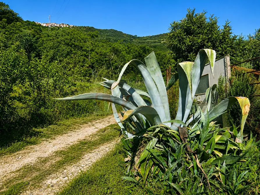 Immagine 16 di Terreno agricolo in vendita  in LOC. MURAGATTA SNC a Banari