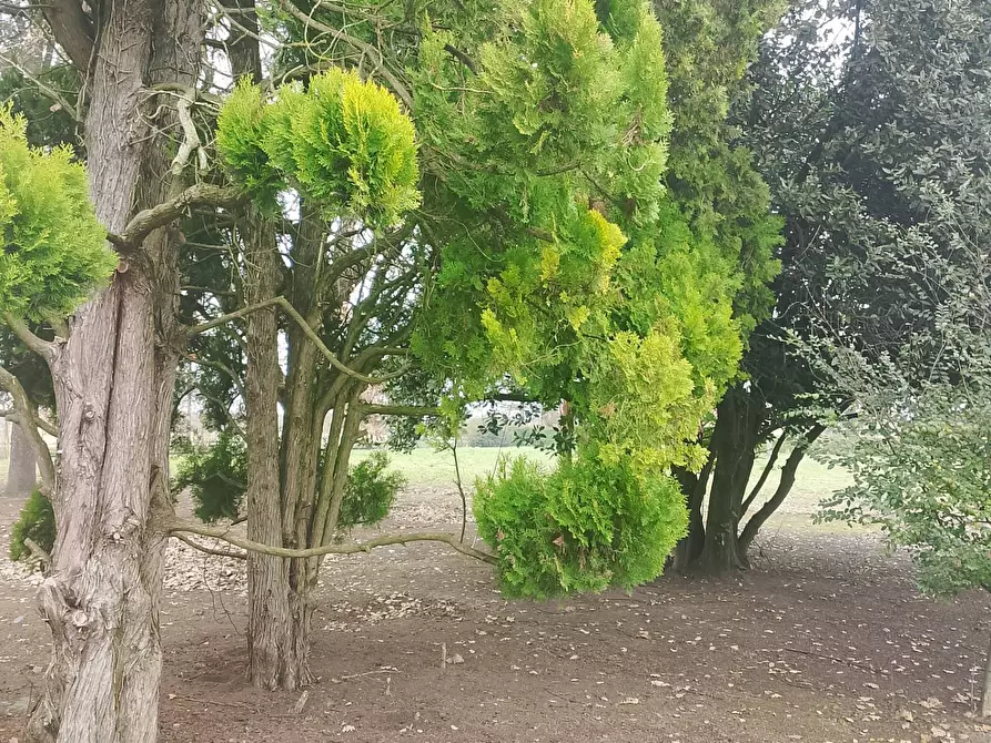 Immagine 1 di Casa indipendente in vendita  in via madonna della salute 00 a Solarolo