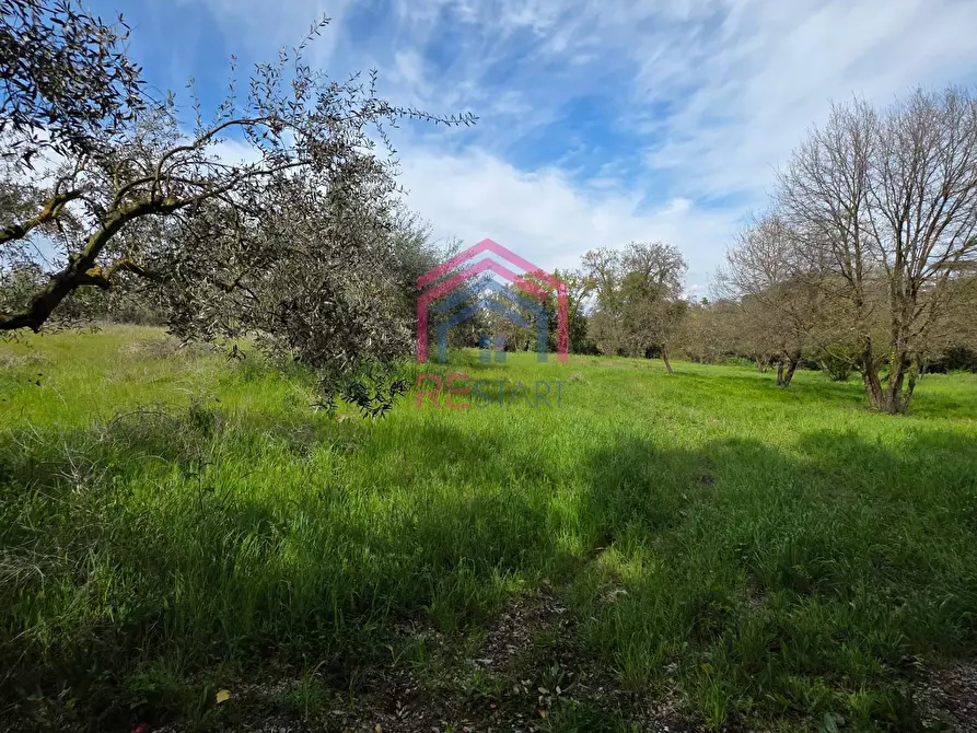 Immagine 2 di Terreno agricolo in vendita  in Via delle arance snc a Pomezia