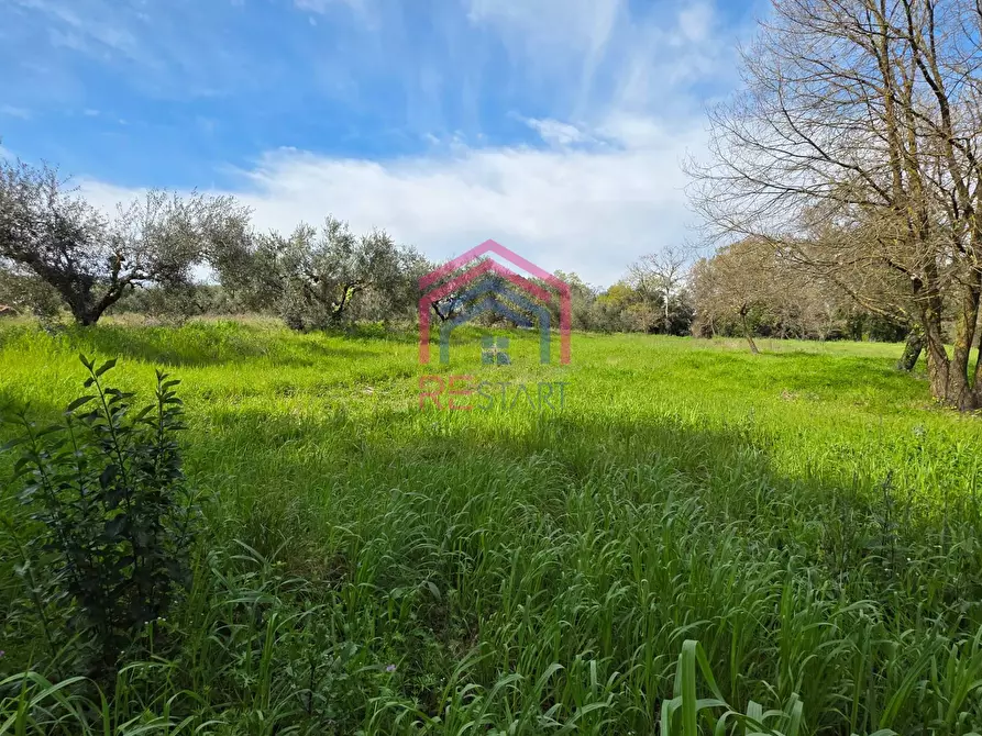 Immagine 5 di Terreno agricolo in vendita  in Via delle arance snc a Pomezia