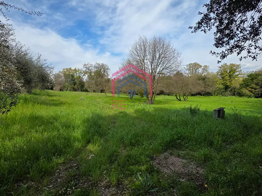 Immagine 7 di Terreno agricolo in vendita  in Via delle arance snc a Pomezia