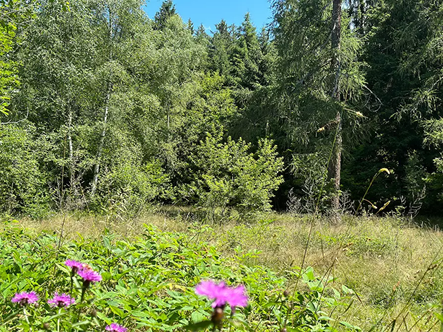 Immagine 21 di Terreno agricolo in vendita  in Plagna a Collio