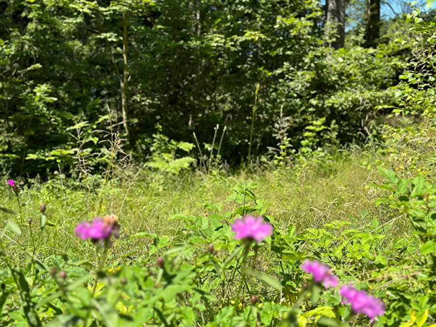 Immagine 22 di Terreno agricolo in vendita  in Plagna a Collio