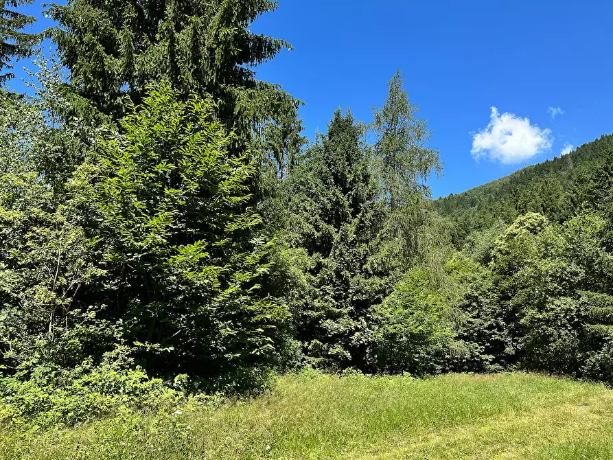 Immagine 33 di Terreno agricolo in vendita  in Plagna a Collio