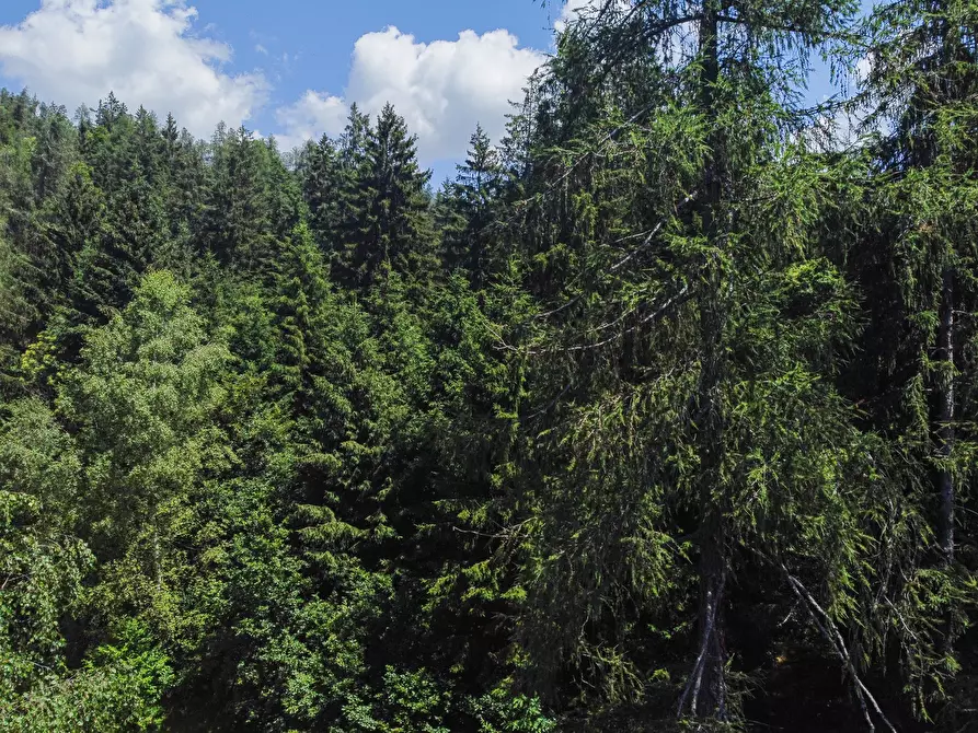 Immagine 37 di Terreno agricolo in vendita  in Plagna a Collio