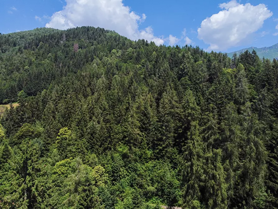 Immagine 42 di Terreno agricolo in vendita  in Plagna a Collio