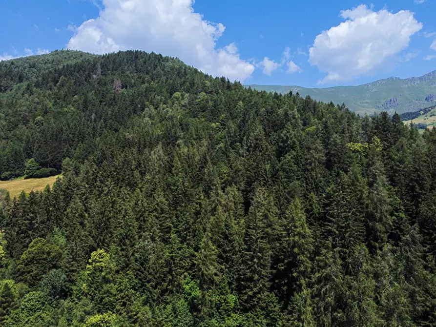 Immagine 43 di Terreno agricolo in vendita  in Plagna a Collio