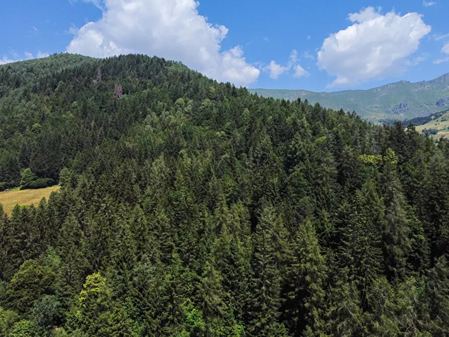 Immagine 44 di Terreno agricolo in vendita  in Plagna a Collio
