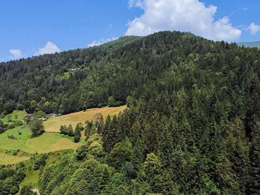 Immagine 45 di Terreno agricolo in vendita  in Plagna a Collio