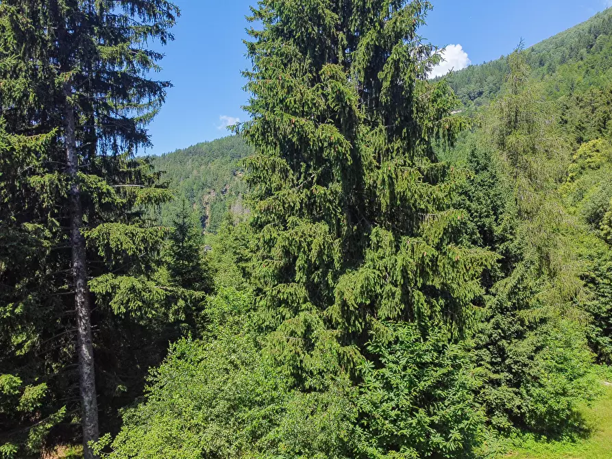 Immagine 49 di Terreno agricolo in vendita  in Plagna a Collio