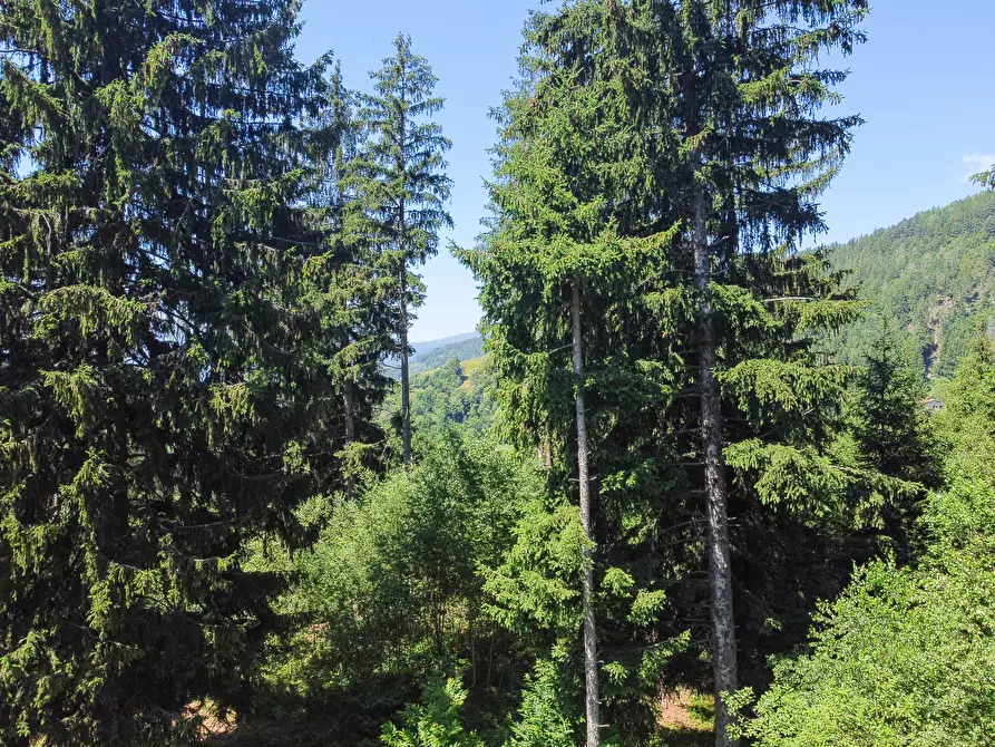 Immagine 50 di Terreno agricolo in vendita  in Plagna a Collio