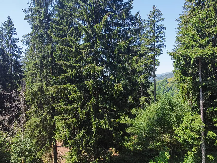 Immagine 51 di Terreno agricolo in vendita  in Plagna a Collio