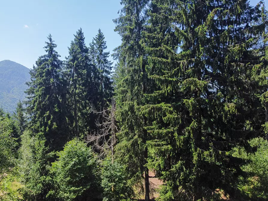 Immagine 52 di Terreno agricolo in vendita  in Plagna a Collio