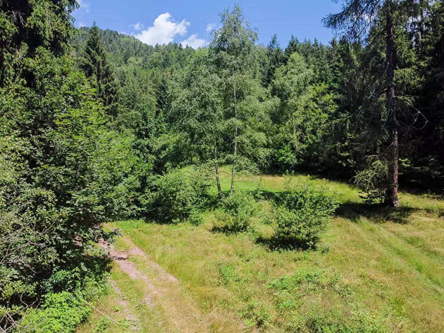 Immagine 68 di Terreno agricolo in vendita  in Plagna a Collio